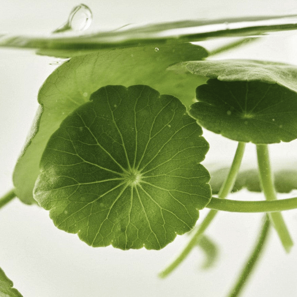 Light-On-Serum-Centella-Vita-C_Beauty-of-Joseon_54444104-27677675389093.png